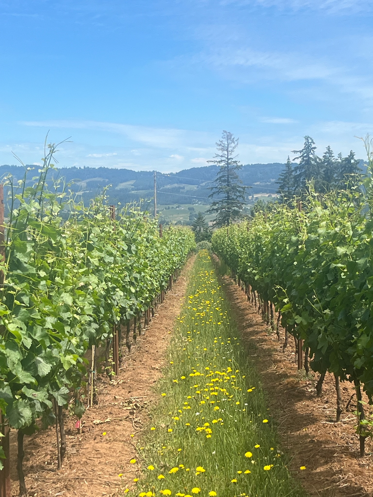 Vineyard people image 10