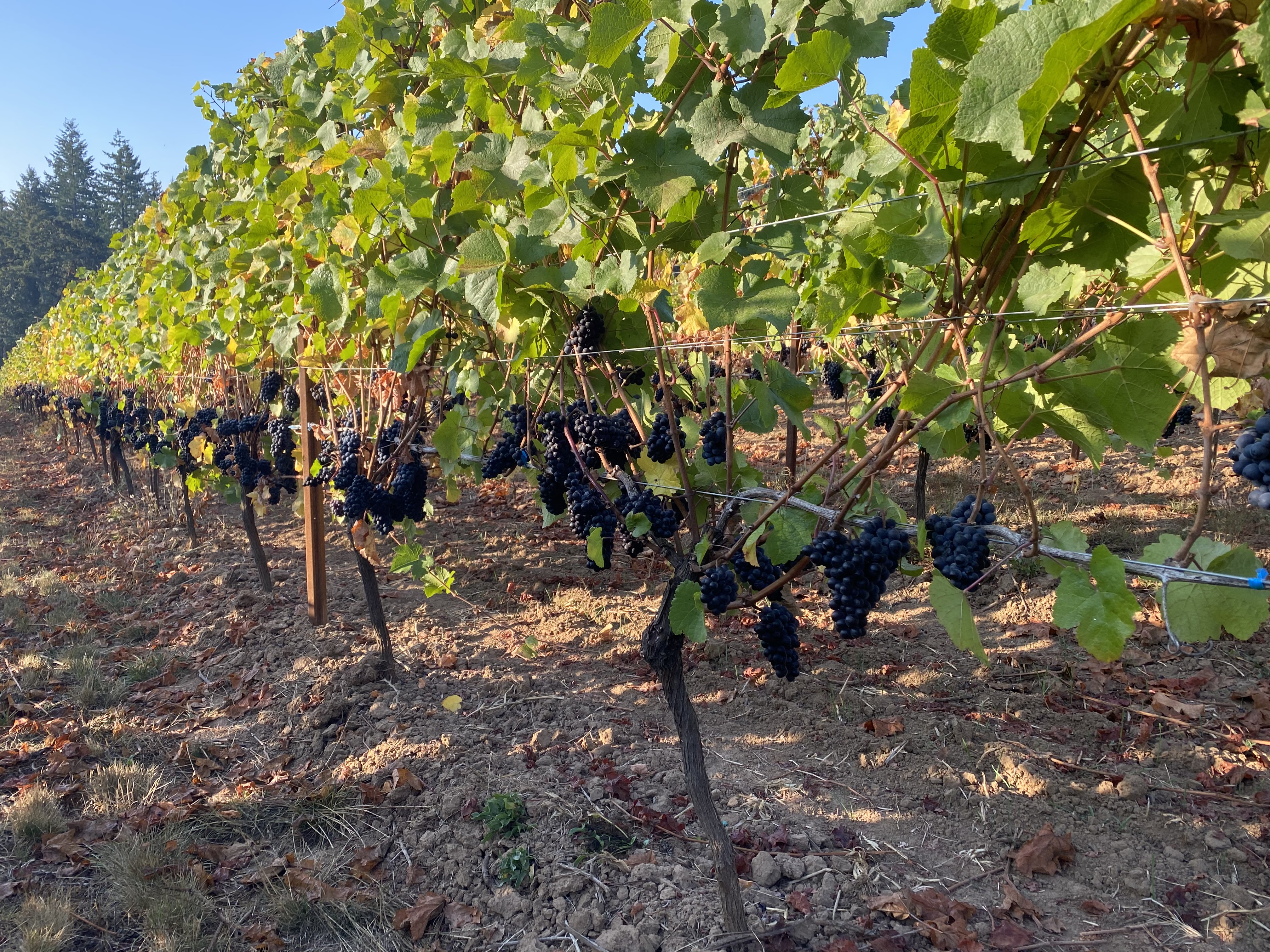 Vineyard people image 7