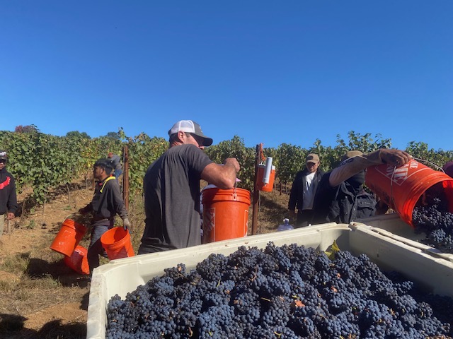 Vineyard people image 5