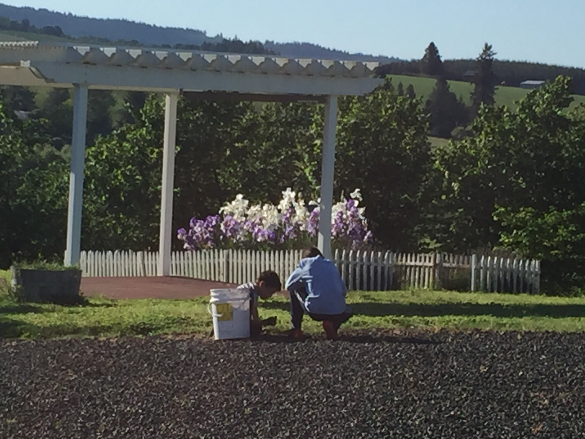 Vineyard landscape image 2